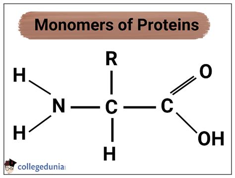 What is a Monomer of Protein and Why Does It Matter in the Cosmic Dance of Life?